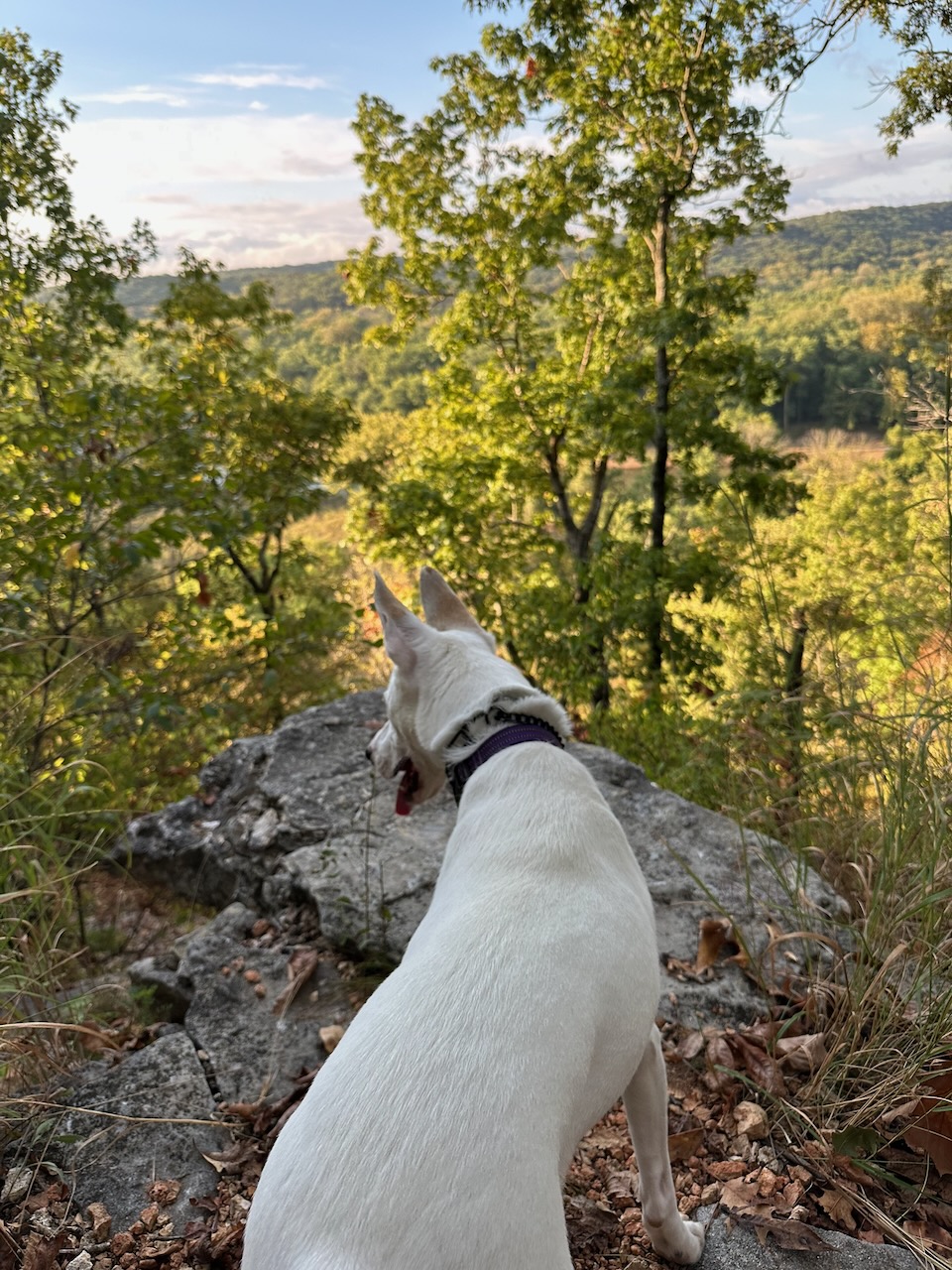Pandora looking out over a wooded valley from a hiking trail